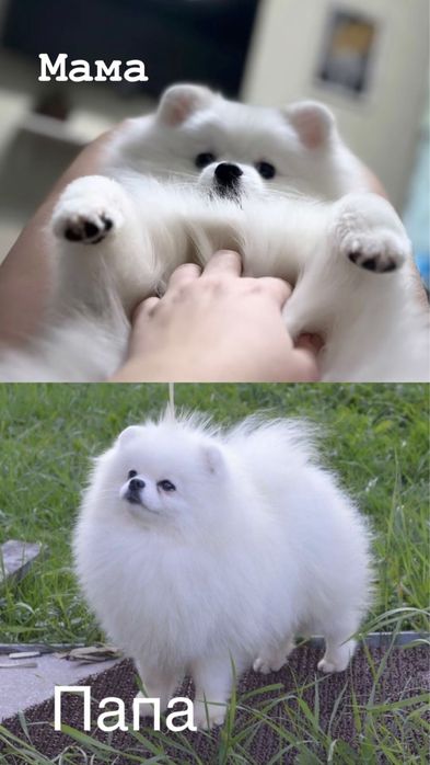 Продам шпицов мини мишки