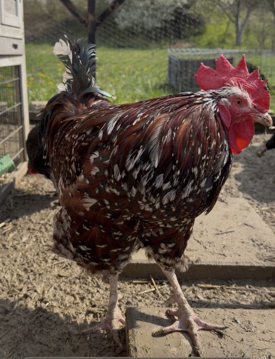 Cocos si gaina cauta casa noua