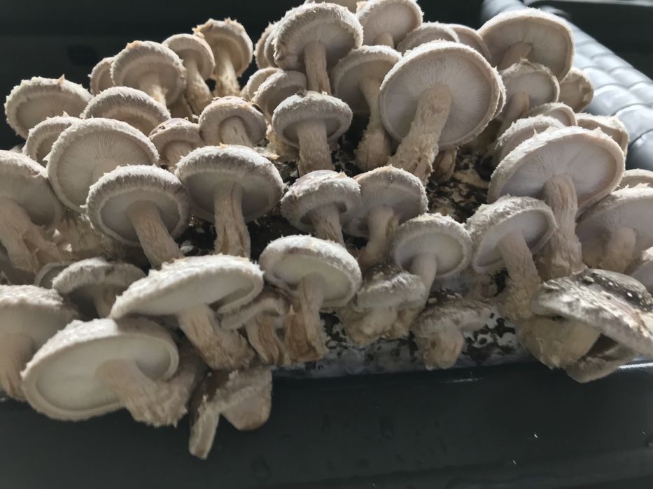 Ciuperci shiitake