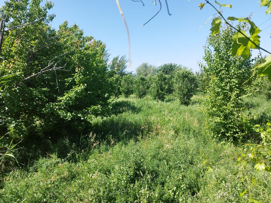 Срооочна ховли сотилади