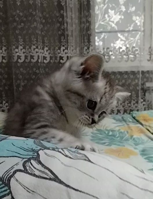 Мальчик. Скоттиш страйт