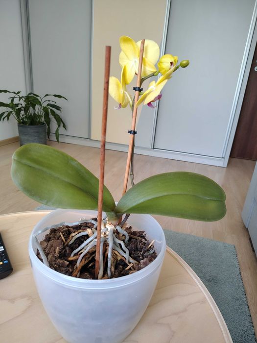 Orhidee Phalaenopsis in ghiveci - înflorita, planta sănătoasa