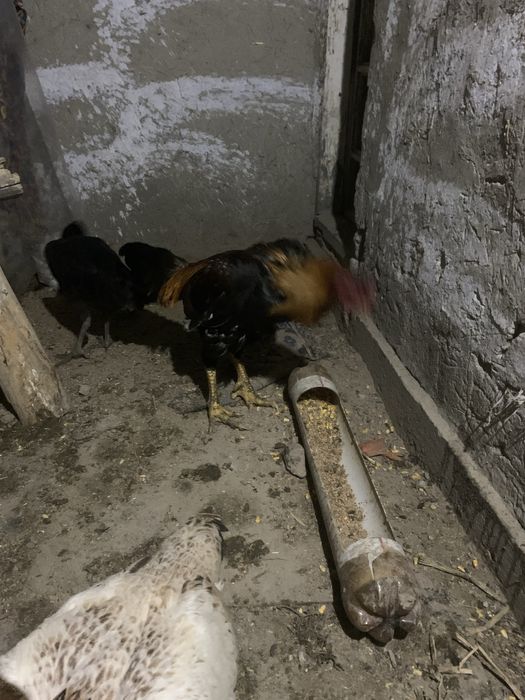 2 tulak pircha sotiladi zotga