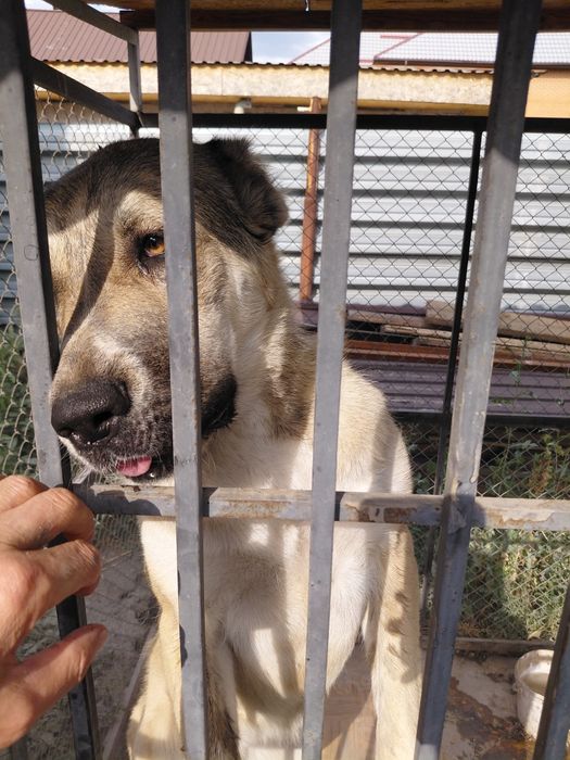 Алабай год и четыре месяца