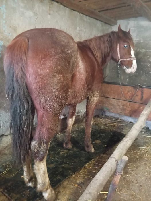 Mânz de aproape 2 ani