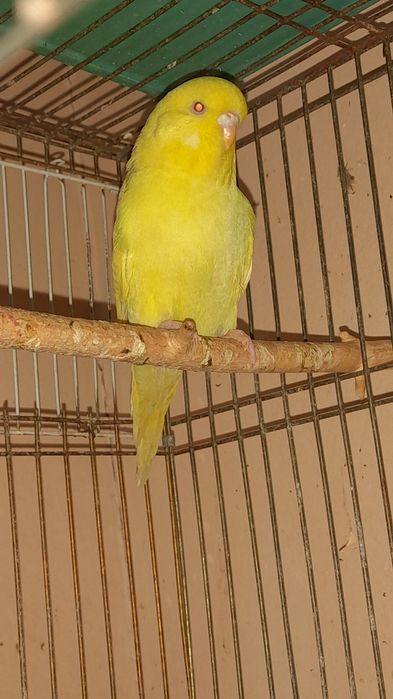 Попугай выставочный 3 месяца