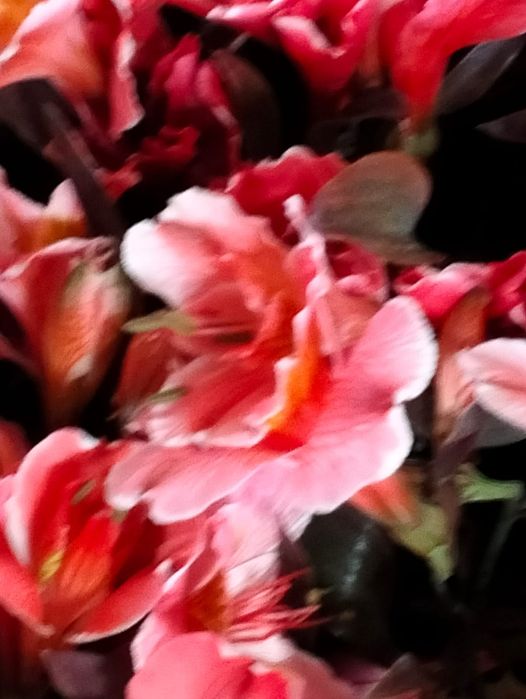 Гүлдер барлық турі