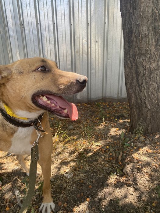 Солнышко ищет дом