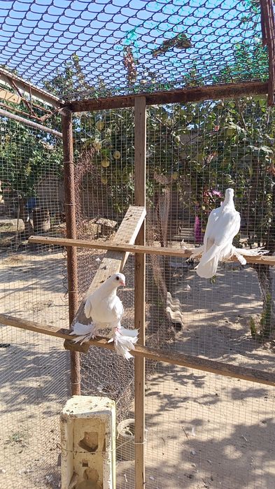 Jizzax Zarbdor Kaptarlari