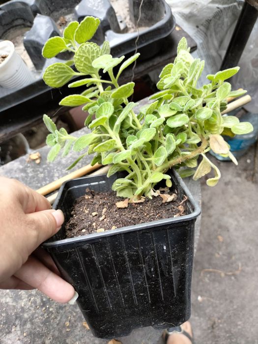 Продам мята плектрантус.