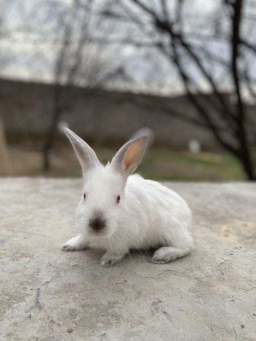 Quyon bolalari sotiladi Gibrit