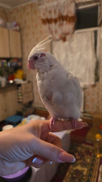 ПродамКореллу ручной