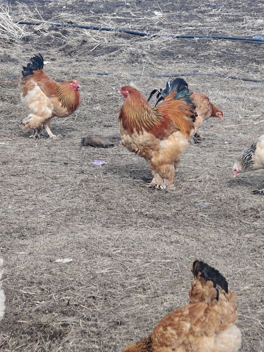 Продам петухов брама