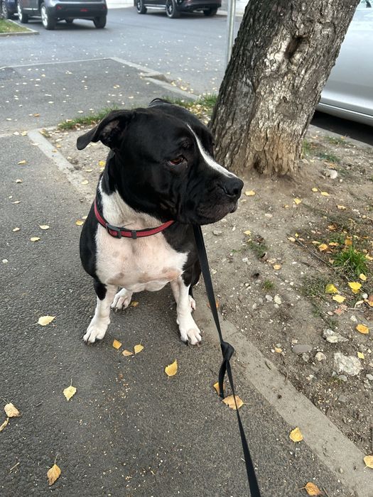 Femela amstaff donez