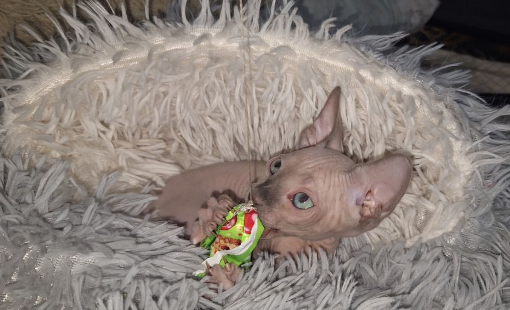 Канадский Сфинкс. Мальчишки.