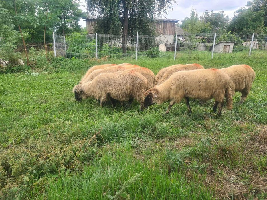Vând 10 oi bune