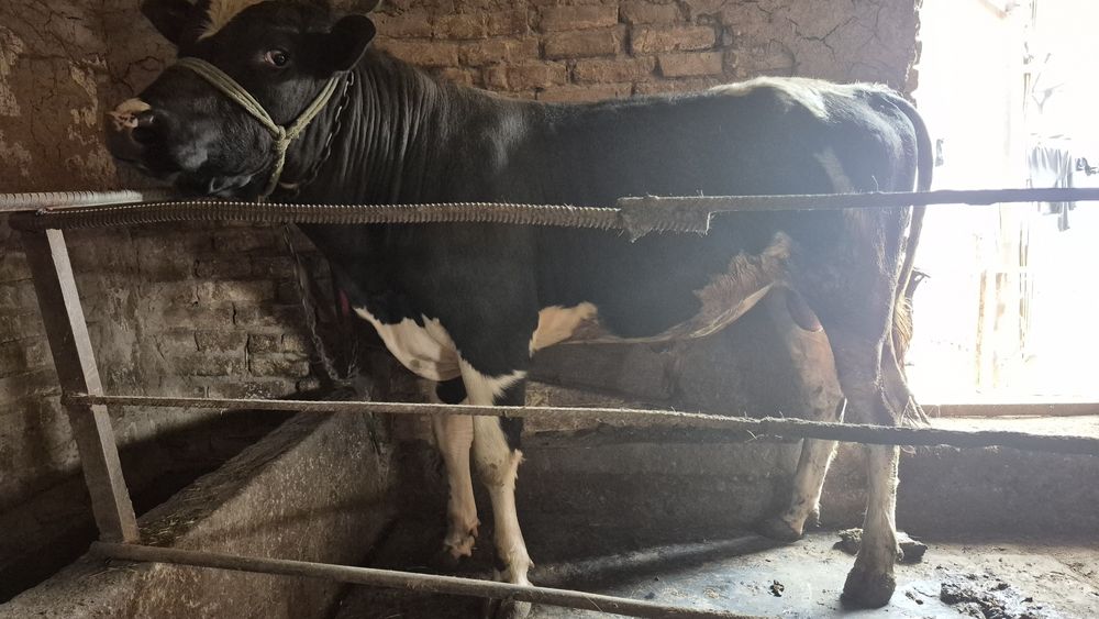 Бука сотилади 1 йил 3 ойли ёши