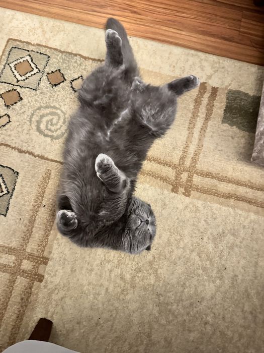 шотландский весолуха