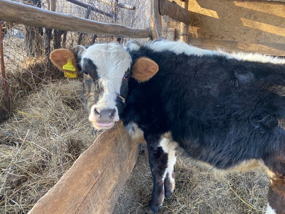 Продам быков 1 год