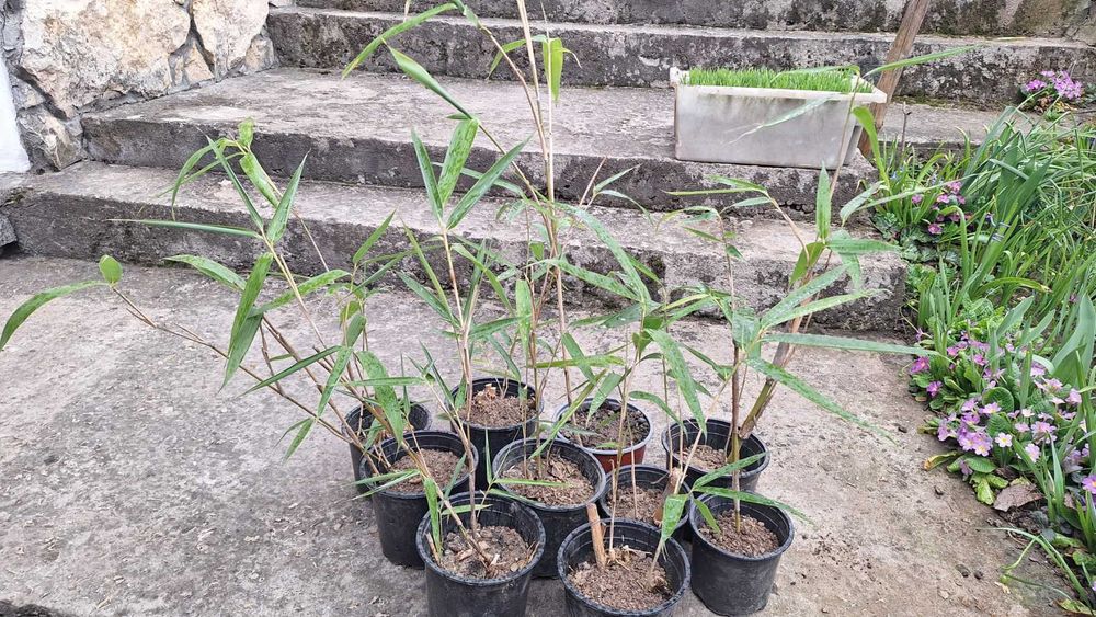 Продавам растения студоустойчив бамбук