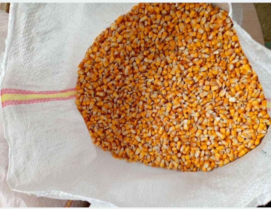 Vând porumb boabe preț 1 leu kg