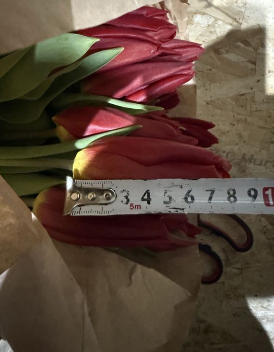 Тюльпаны цветы на 8 марта