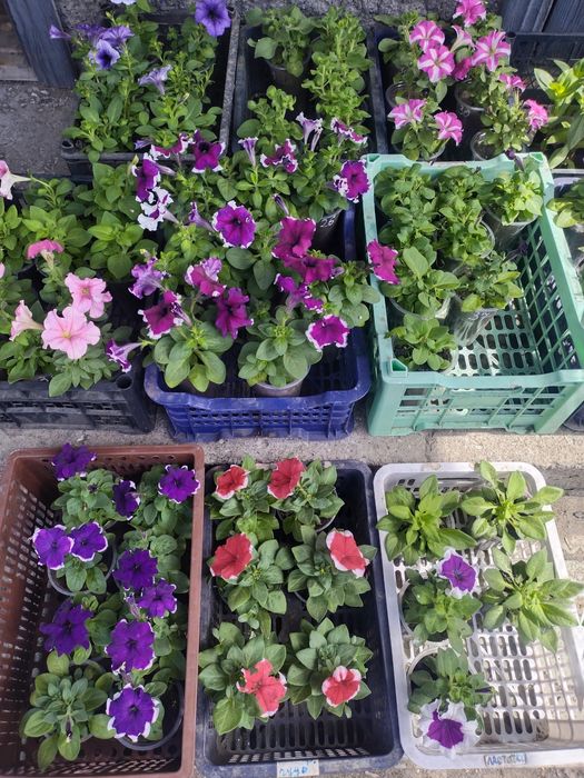 Продам рассаду петунии, грандифлора.