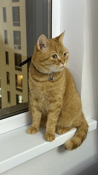 Рыжий кот Челси ищет дом