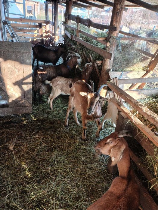 Vând capre  la bucata sau toate