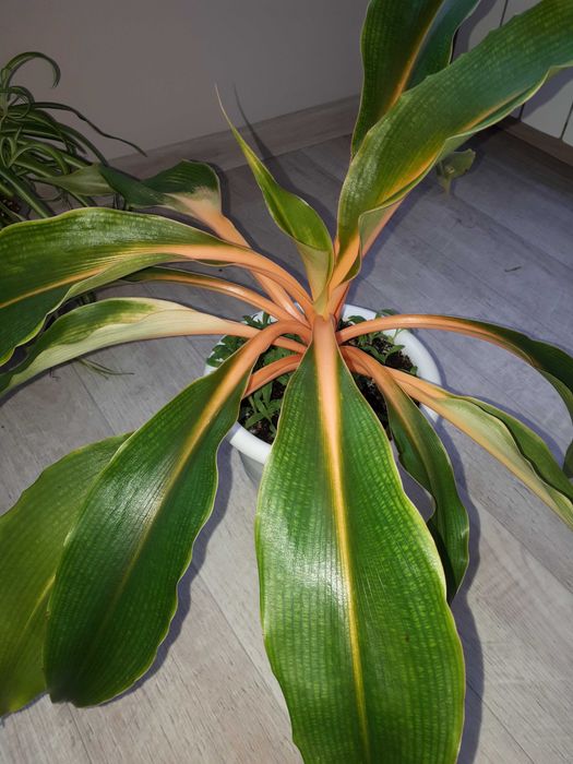 Хлорофитум оранжевый (Chlorophytum orange)