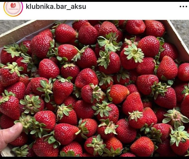 Лесная смородина сладкая