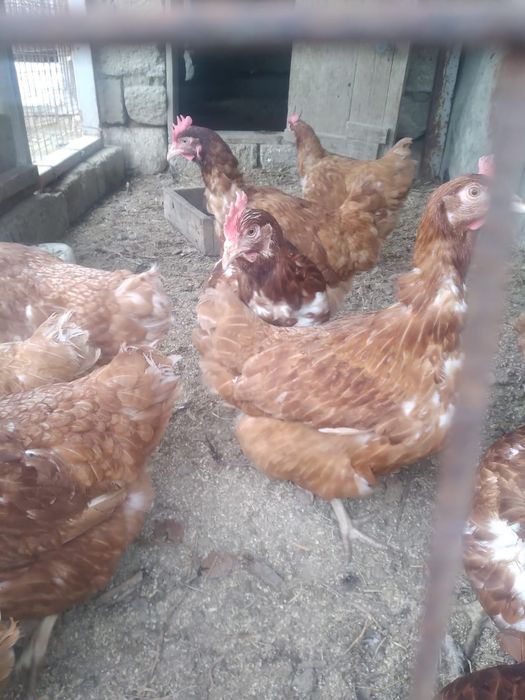 Куры (Ломанбраун)