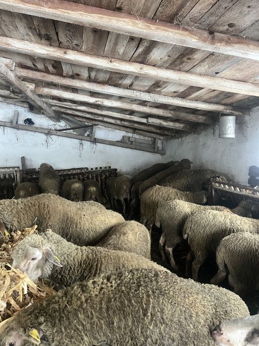 De vanzare 50 de oi bune de prasila!