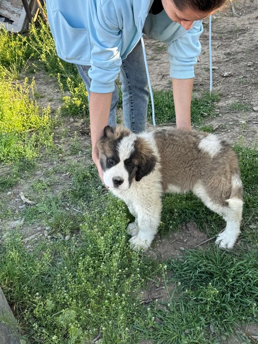 щенок сенбернара