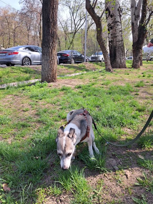 Отдам 2 собак в добрые руки