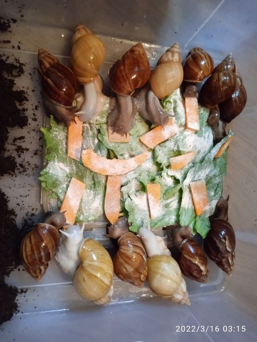 Улитки ахатины африканские