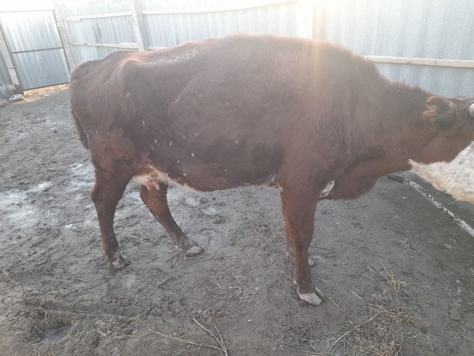 Сиыр малы сатылады 3 туған