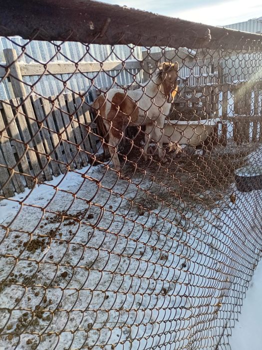 Жабагы сатылады ургашы.