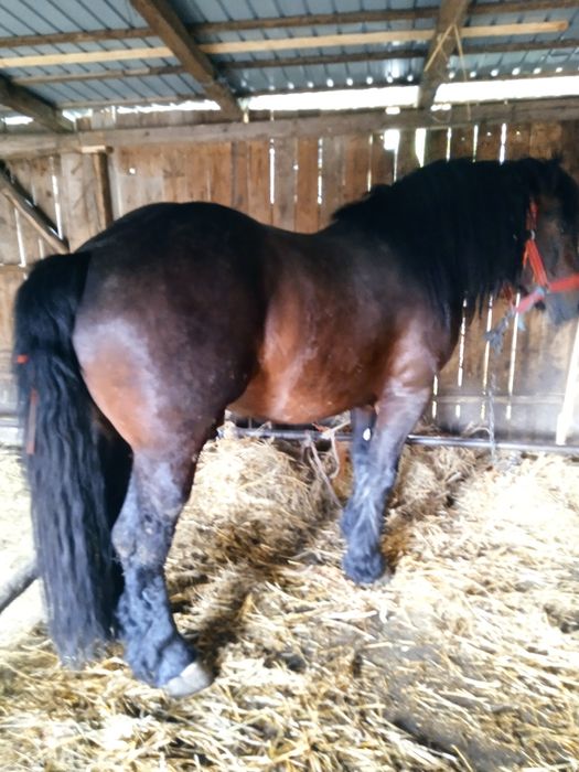 Vanz armăsar de4 ani