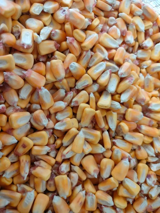 Продам кукурузу для рыбалки