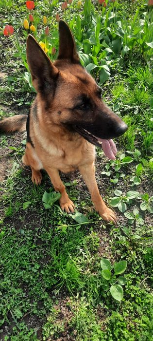 Щенки немецкой овчарки