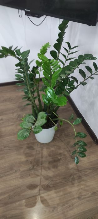 Замиокулькас или долларовое дерево