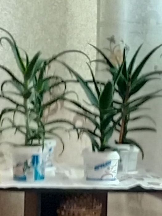 Продам алоэ обыкновенный.