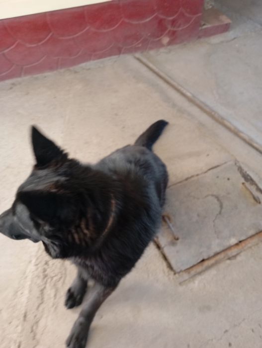 Немецкая овчарка