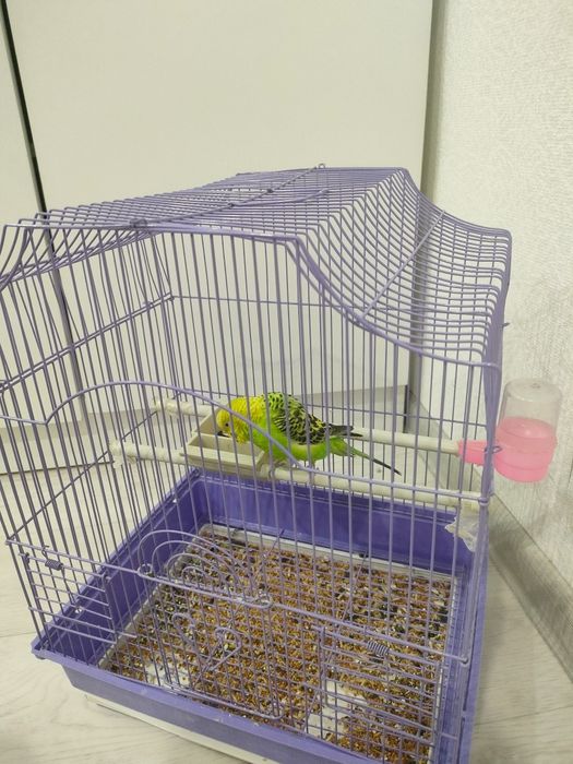 Попугай волнистый