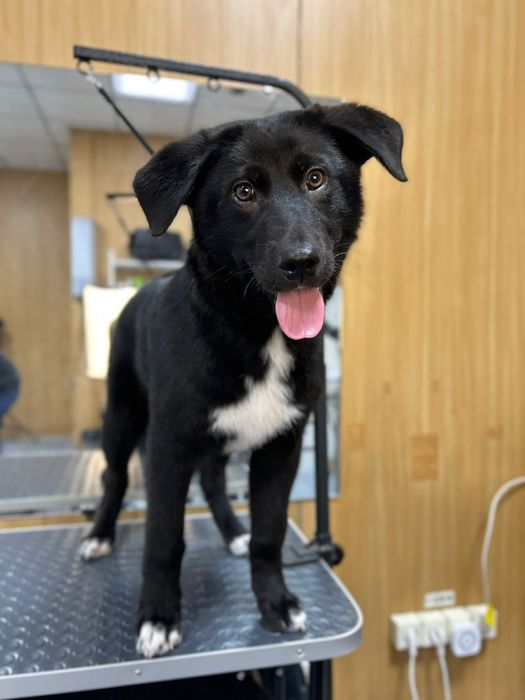 Отдам в очень хорошие руки