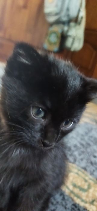 Котята в хорошие руки.