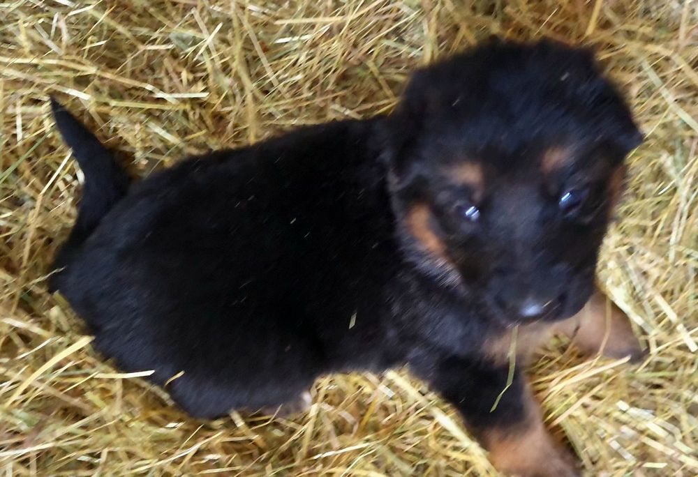 Ciobanesc german linie veche