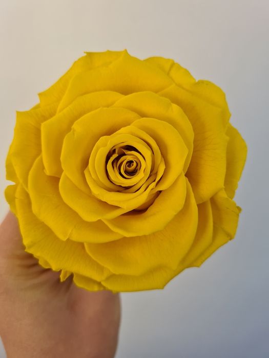 Trandafir criogenat + cutie