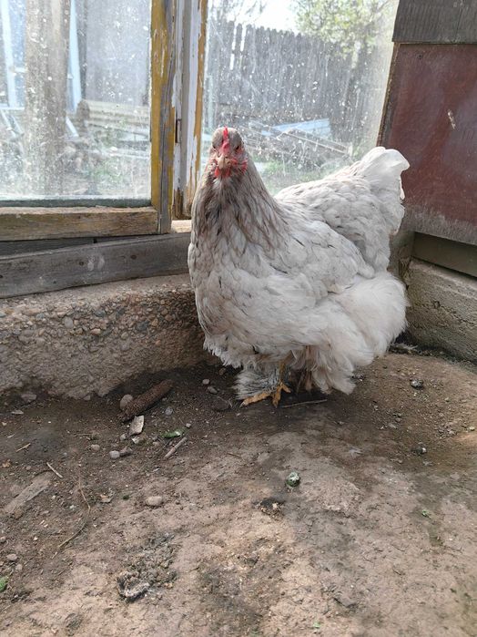 Pasari Cochinchina,Phoenix,metis Ayam Cemani